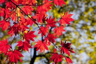 Фото: Pixabay/Автор: HeungSoon Листя