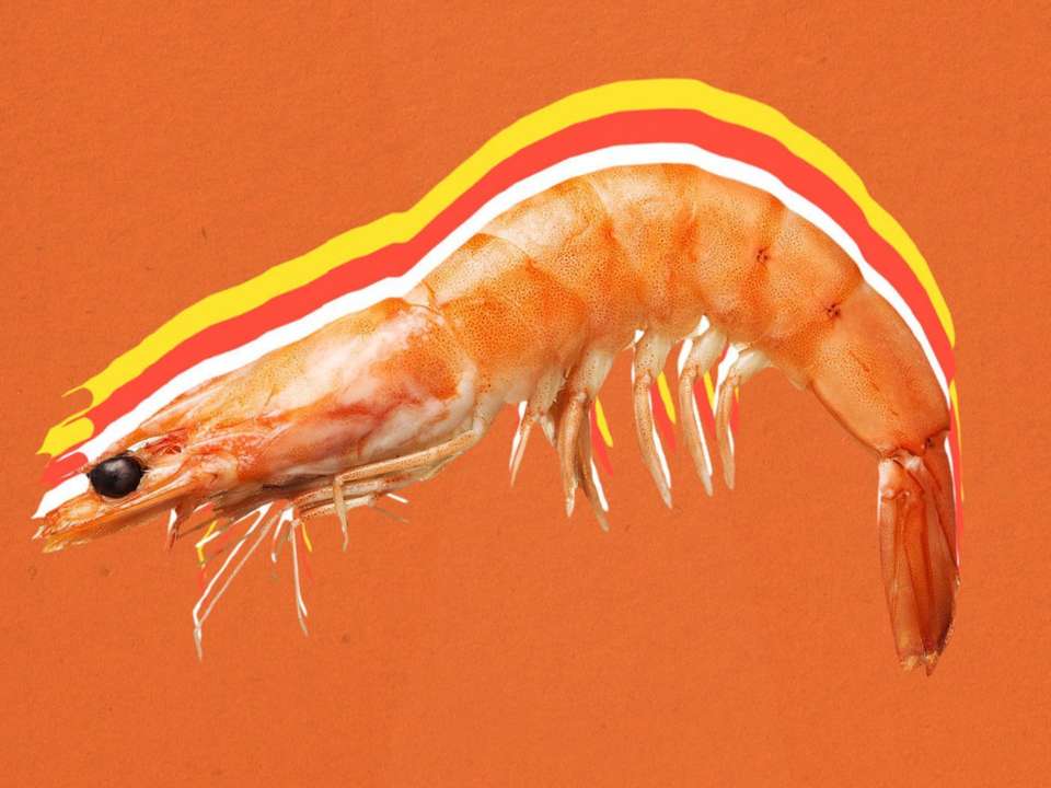 Вчені виявили стародавніх креветок / Ілюстративне зображення: eater.com Креветка