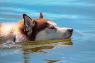 Фото: Pixabay/Автор — taiko_husky У Києві заборонили купатися на міських пляжах: у КМДА назвали причину