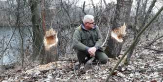 На Хортице впервые за 50 лет увидели бобров/Фото: Facebook/Автор: Валерий Кеменов Фото