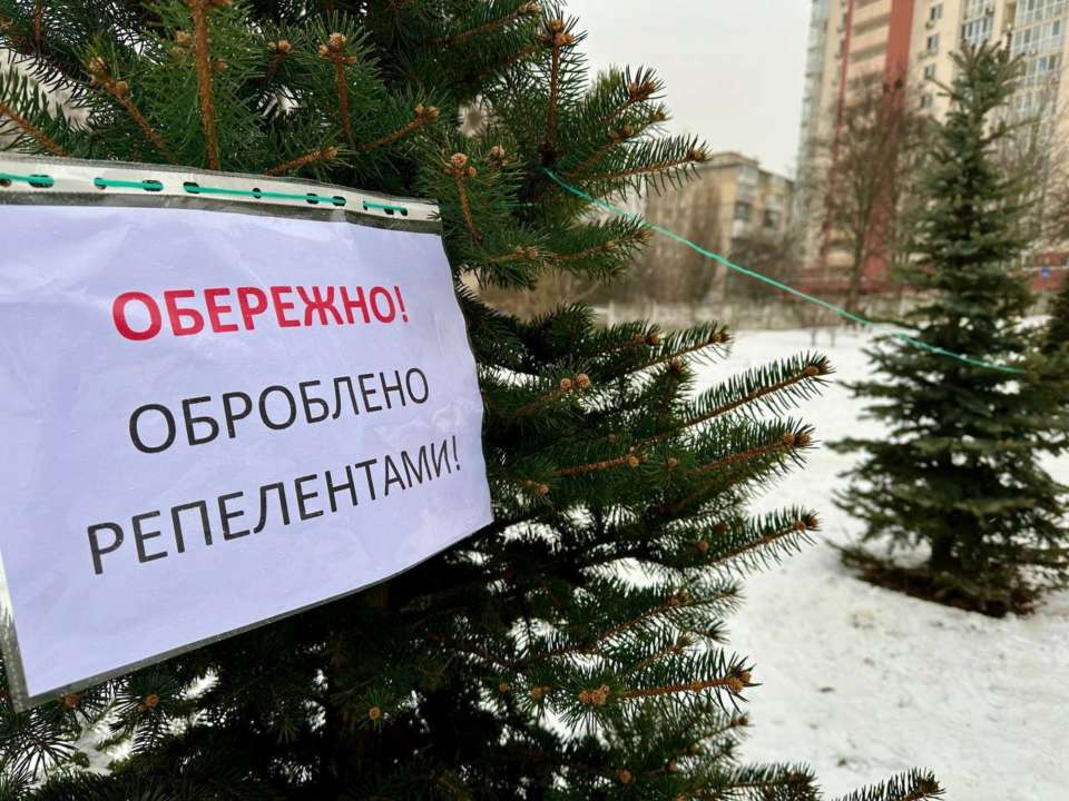 Власти Киева предупредили жителей о штрафах за срубленные хвойные деревья / Фото: t.me/KyivCityOfficial