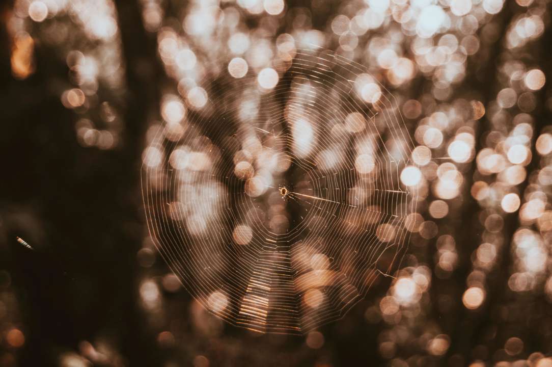 Фото: Unsplash/Автор - Camilo Contreras Паучья симфония: ученым удалось воссоздать звучание паутины