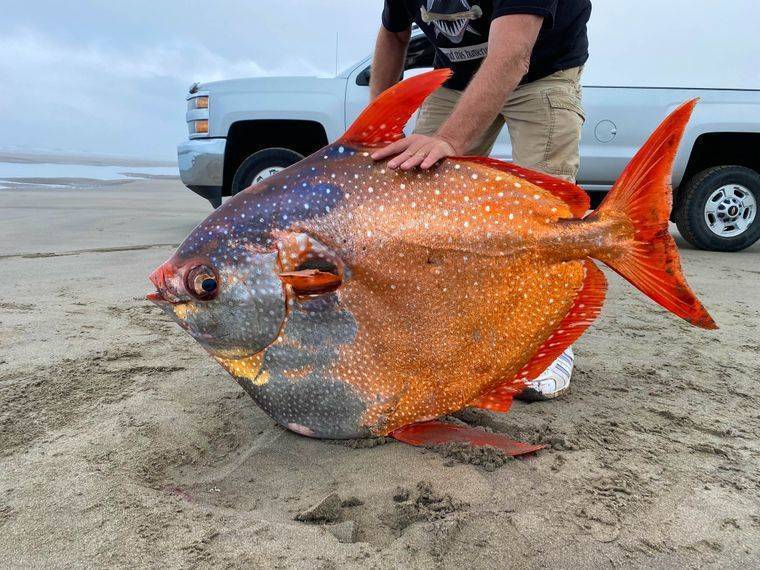Фото: Seaside Aquarium/Facebook У США на узбережжя вимило рідкісну 45-кілограмову теплокровну рибу. Фото
