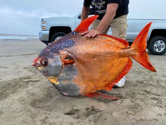 Фото: Seaside Aquarium/Facebook В США на побережье вымыло редкую 45-килограммовую теплокровную рыбу. Фото