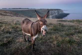 Чоловік вирушив у подорож з віслюком/Фото: Unsplash Чоловік вирушив у подорож з віслюком