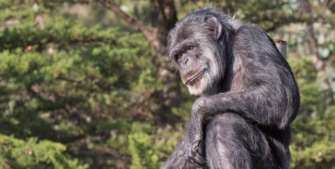 Фото: facebook.com/Автор: sanfranzoo Шимпанзе Кобби