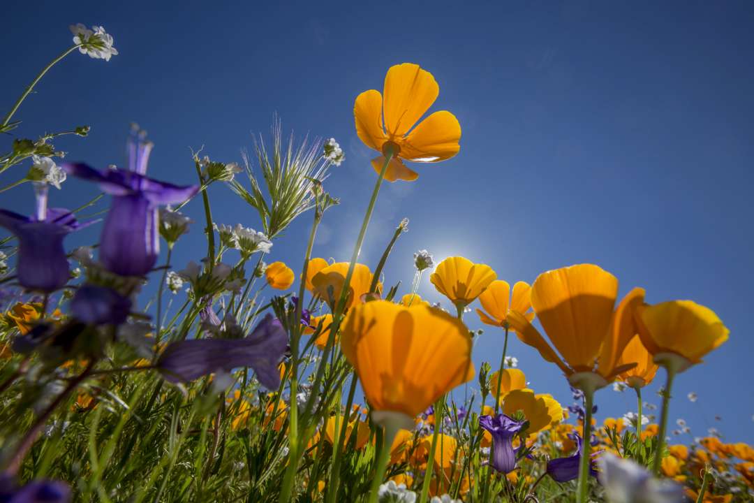Фото: Getty Images/Автор: David McNew Квіти