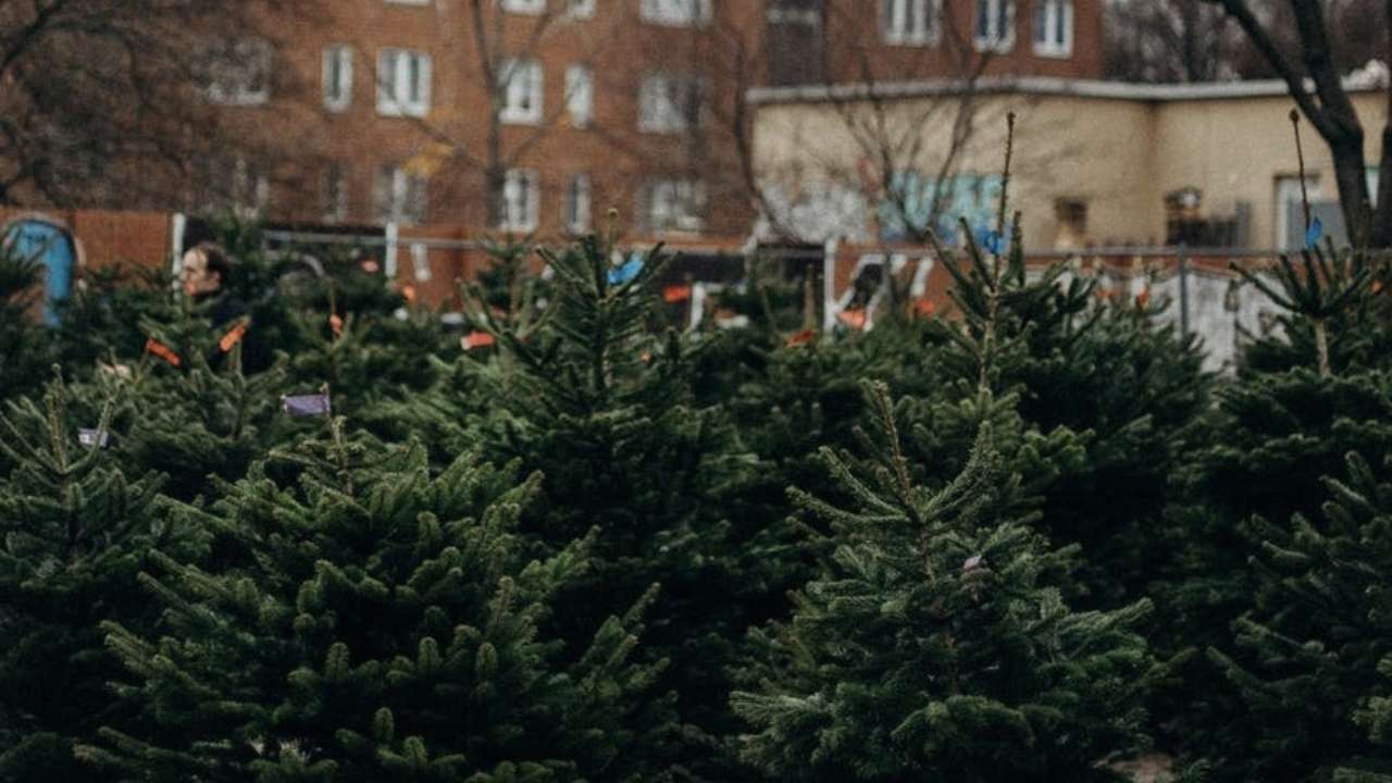 Корисні лайфхаки: як правильно вибрати живу ялинку на Новий рік