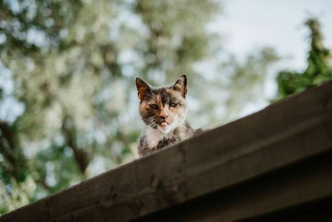 Вчені розповіли, як відрізнити бійку вашого кота від гри/Фото: Mitchell Orr/Unsplash Суворий кіт на даху