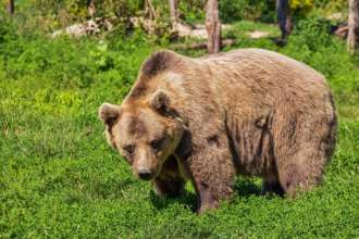 В Чорнобилі знайшли бурого ведмедя / Фото: Pixabay У Чорнобильському заповіднику двічі за 2022 рік помітили бурого ведмедя. Фото