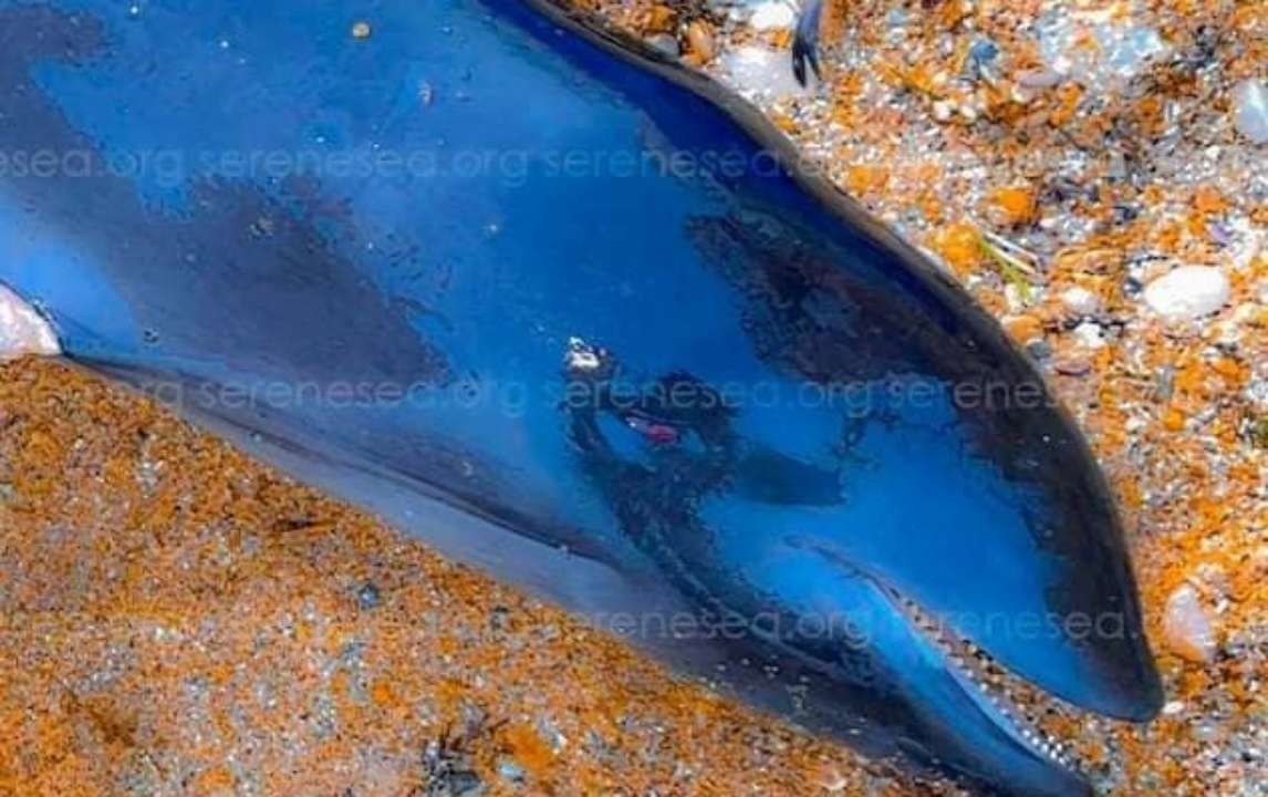 В Черном море фиксируют рекордное количество мертвых дельфинов