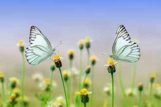 Ознаки кохання / Фото: pixabay