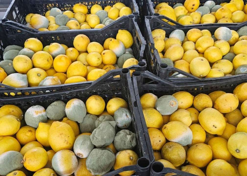 Держспоживслужба не допустила на український ринок 1,5 тонни лимонів і 1,3 тонни кабачків/Фото: Сергій Ткачук Держспоживслужба не допустила на український ринок 1,5 тонни лимонів і 1,3 тонни кабачків