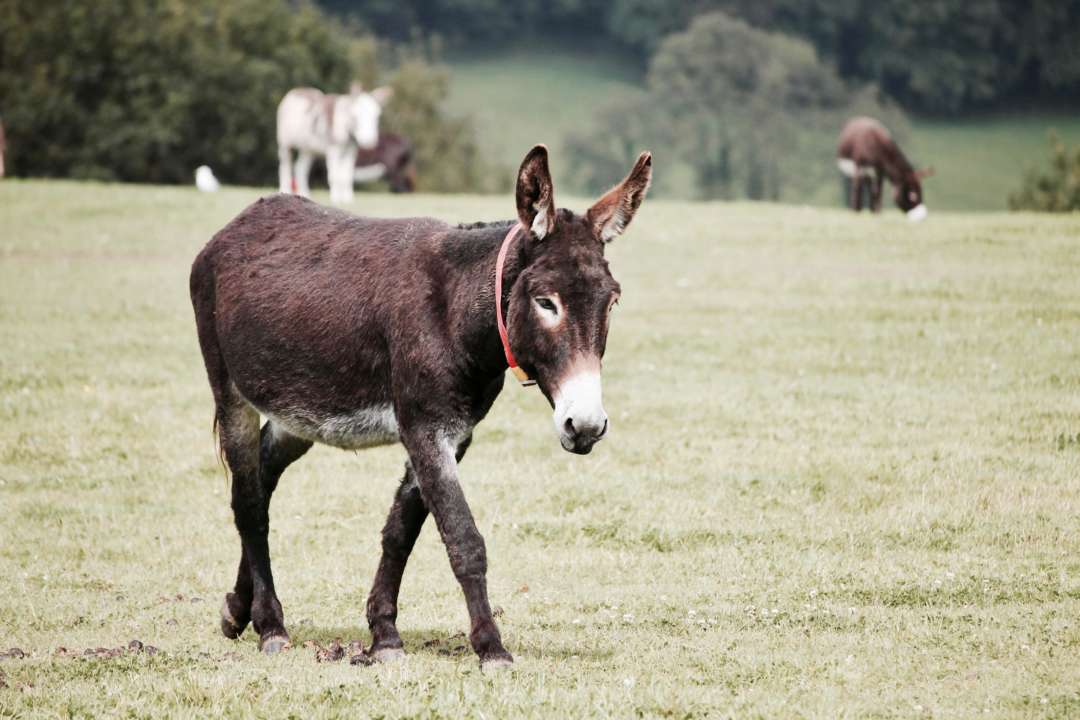 donkey