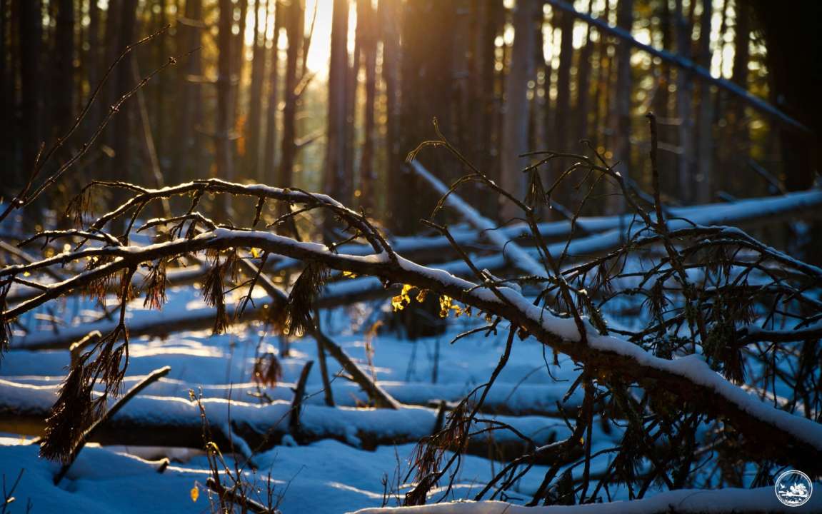 Фото: Чорнобильський Радіаційно-екологічний Біосферний Заповідник Чорнобильський заповідник