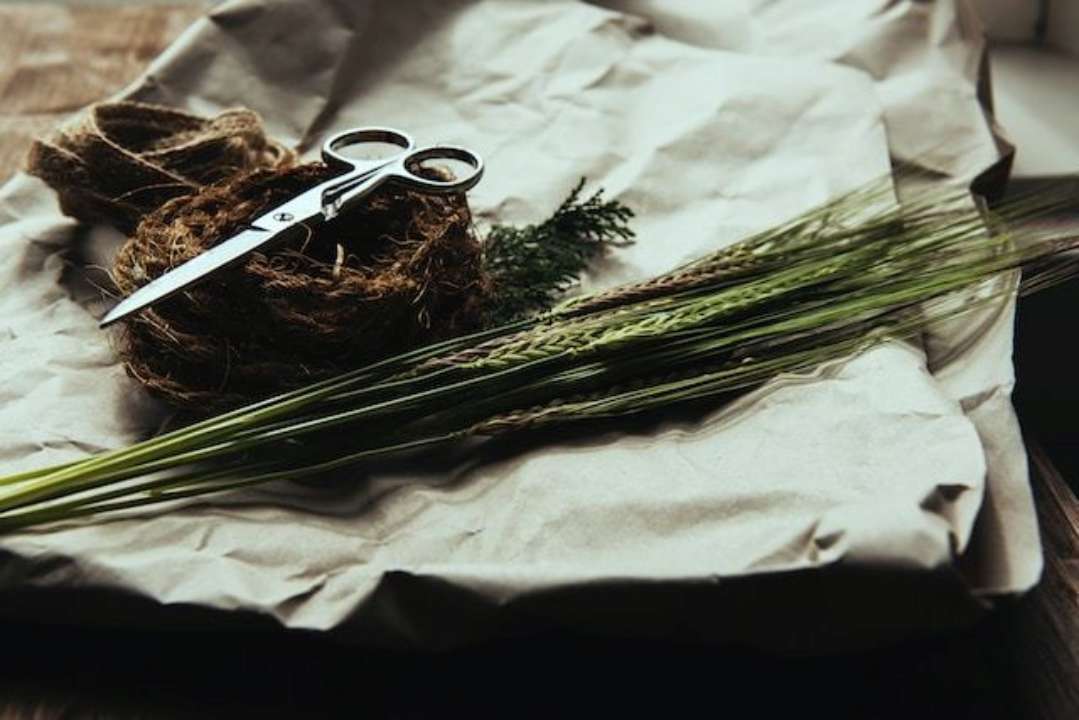 Ученые обнаружили, что растения могут "кричать", реагируя на стресс/Фото: Joanna Kosinska/Unsplash Обрезанная пшеница