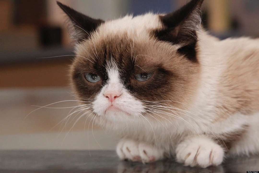 5 злих котів