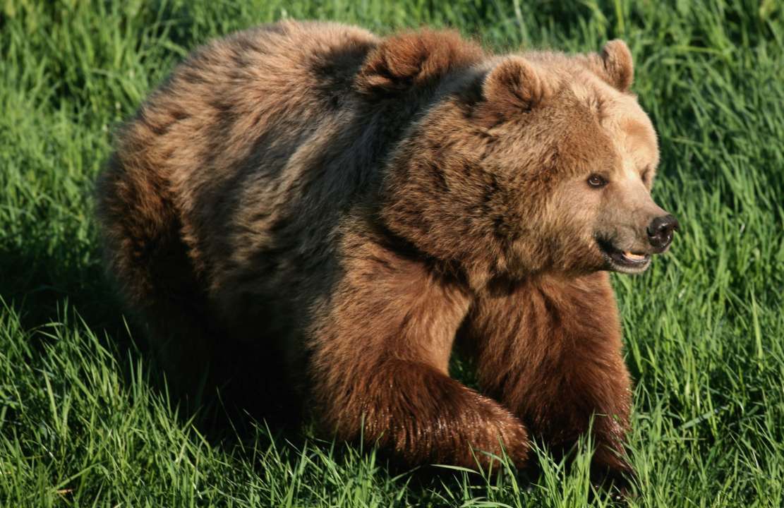 В Японії ведмідь переполошив військову авіабазу