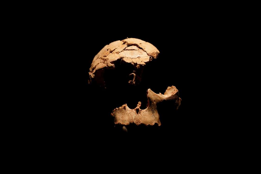 "Дитя тьмы": антропологи нашли первый в истории череп ребенка Homo naledi