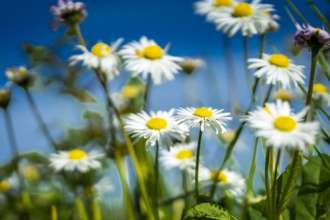 Приметы 25 апреля / Фото: Pixabay Приметы 25 апреля: что запрещено делать в этот день
