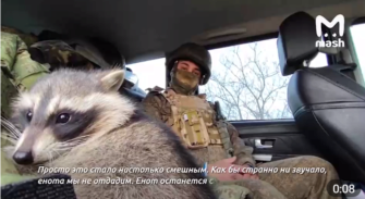 Российские оккупанты сняли видео с енотом, похищенным в Херсоне. Фото: Скриншот из ролика Енот с Херсона