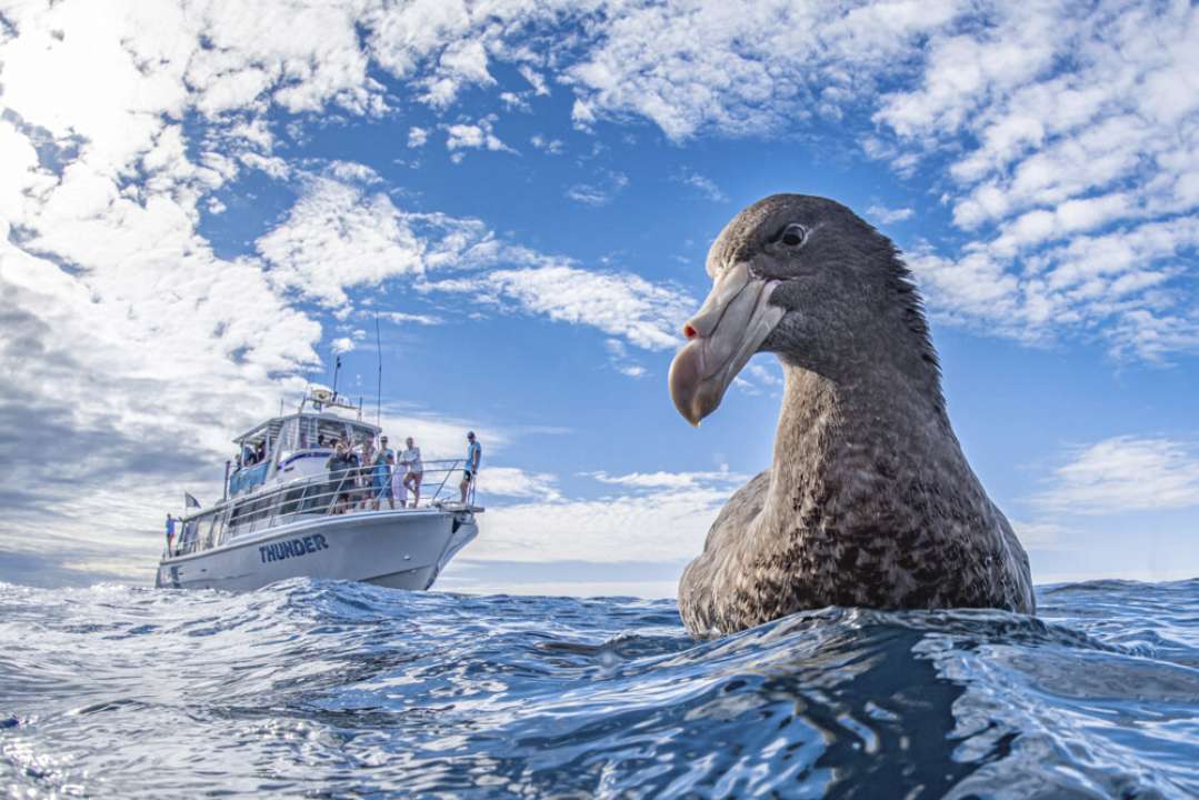 Фото: World Nature Photography Awards/Автор — Naomi Rose Журі премії Nature Awards відібрало найкращі фото дикої природи