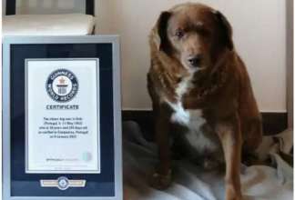 Определена самая старая собака в мире / Фото: guinnessworldrecords.com Самая старая собака в мире