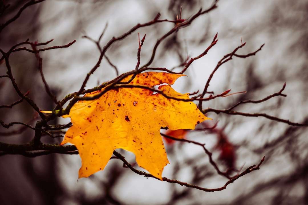Прогноз погоди на 15-21 листопада 2021/Фото: Pixabay Огляд погодних умов в Україні на тиждень: 15 - 21 листопада 2021
