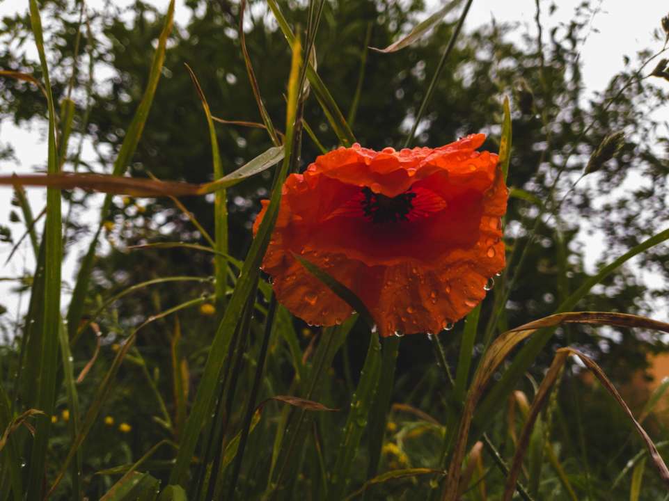 Прогноз погоды в Украине на 3 июня 2022/Фото: Unsplash