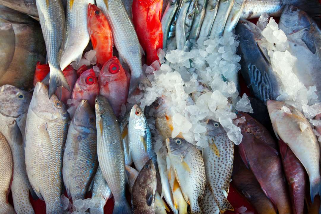 Названо найнебезпечніші види риби, які краще виключити з раціону / Фото: bearfotos/Freepik