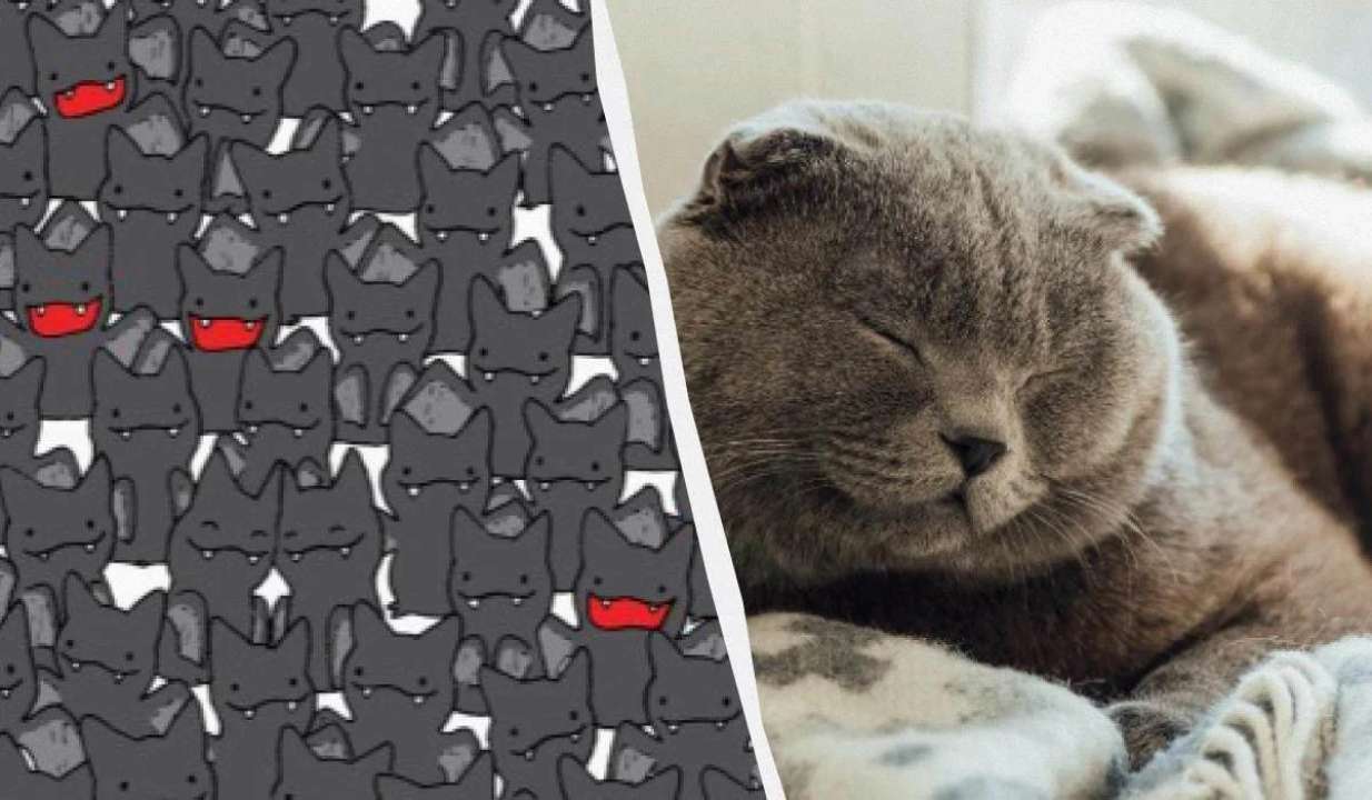 Найдите черного кота среди летучих мышей за 20 секунд/Фото: УНИАН Найдите черного кота среди летучих мышей за 20 секунд: сложная оптическая иллюзия