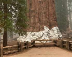 Фото: NATIONAL PARK SERVICE У США найбільші дерева у світі кутають у ковдри, щоб врятувати їх від лісових пожеж
