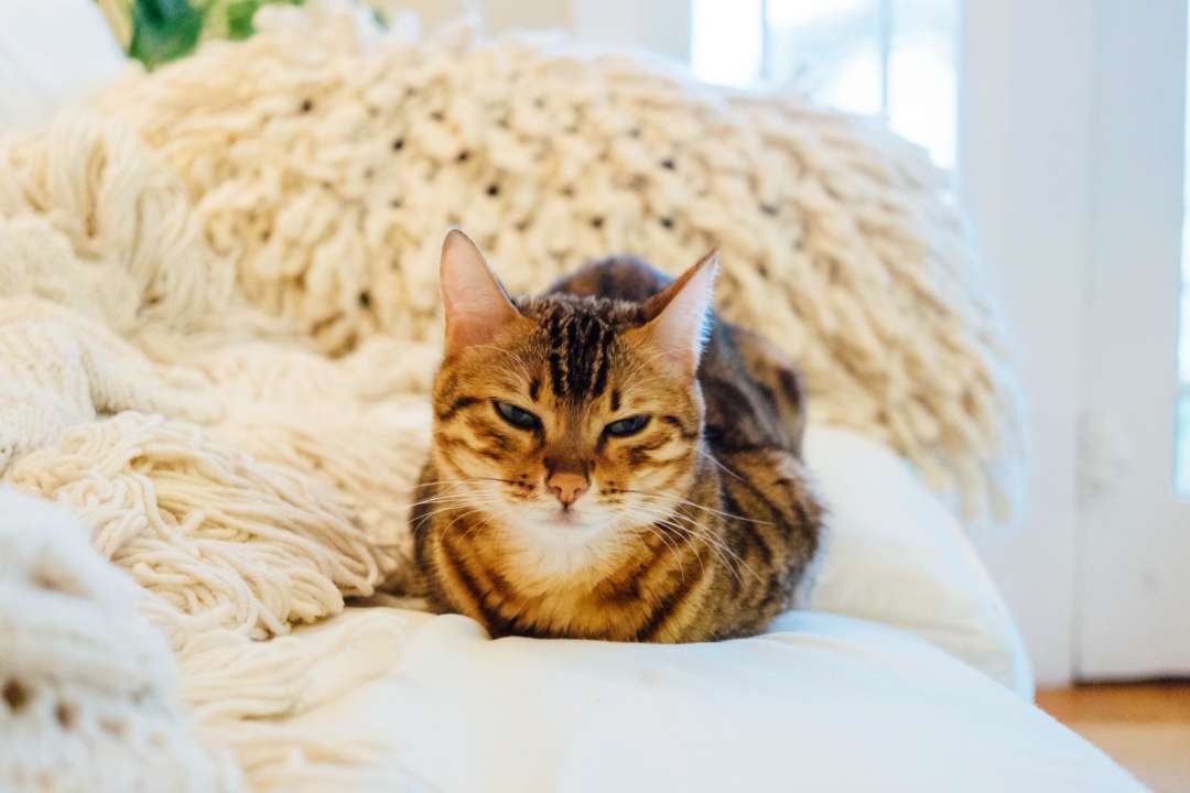 33-летний мужчина умер после укуса кошки/Фото: Unsplash 33-летний мужчина умер после укуса кошки/Фото: Unsplash
