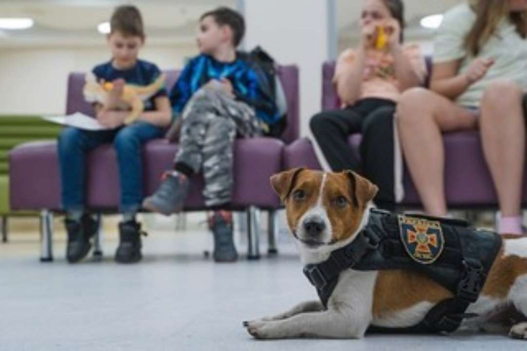 Фото з https://www.flickr.com/ В мережі з’явилася нова серія пригод Пса Патрона