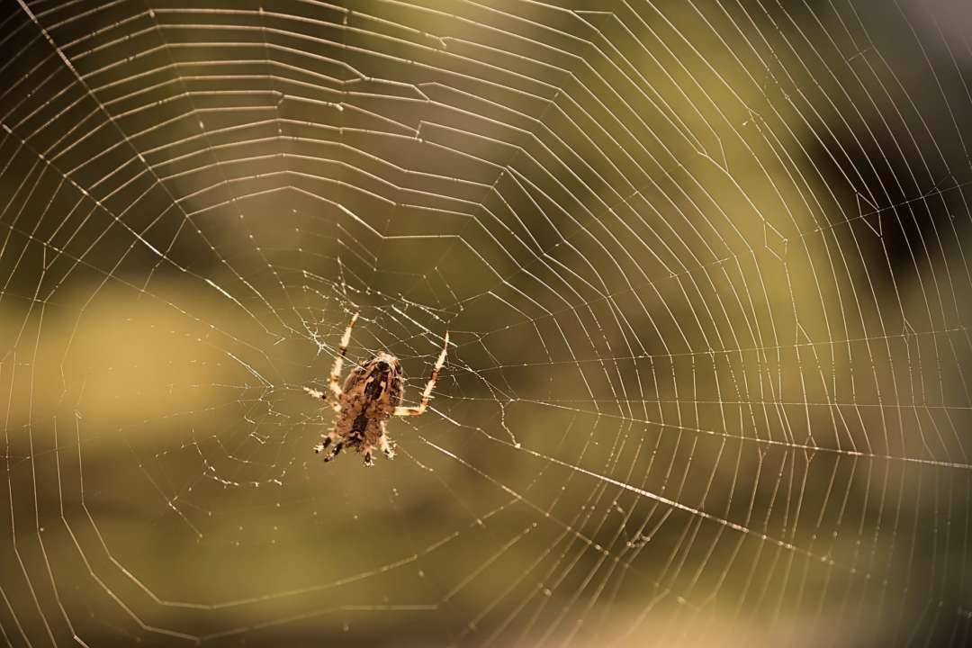 Фото: Pixabay/Автор — Peggychoucair Вчені створили препарат від інфаркту з отрути найбільш смертоносного павука у світі
