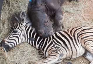 Невероятная дружба зебры и носорога/Фото: Care For Wild Rhino Sanctuary Чужие стали родными: маленькая зебра подружилась с младенцем-носорогом. Видео