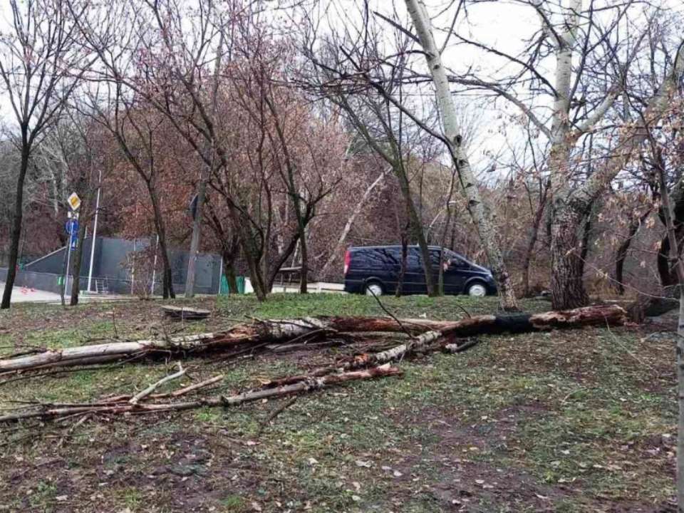 В столиці півсотні дерев пошкодив шквальний вітер