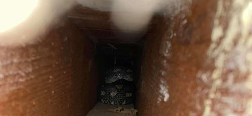 Фото: Brisbane North Snake Catchers and Relocation (Facebook) Несподіваний гість: у приватний будинок заліз 3-метровий пітон