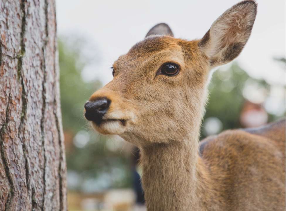 Возле Чернобыля сфотографировали необычную косулю/Фото: Pexels Косуля