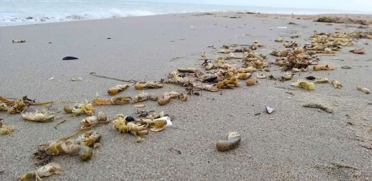 В Одесской области на берег выбросило тысячи морских кротов/Фото: Иван Русев