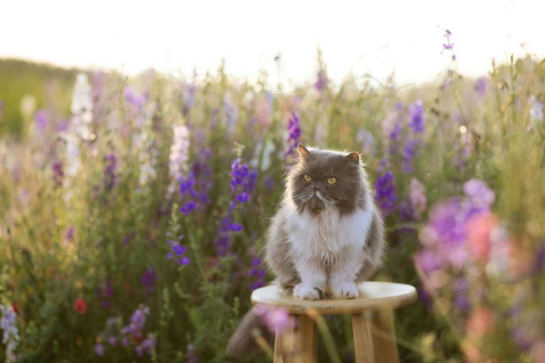 День ангела 8 апреля/Фото: Unsplash