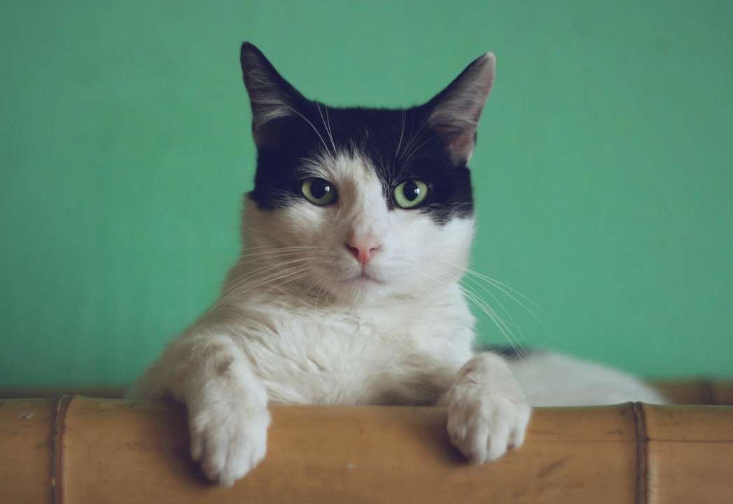 кіт
