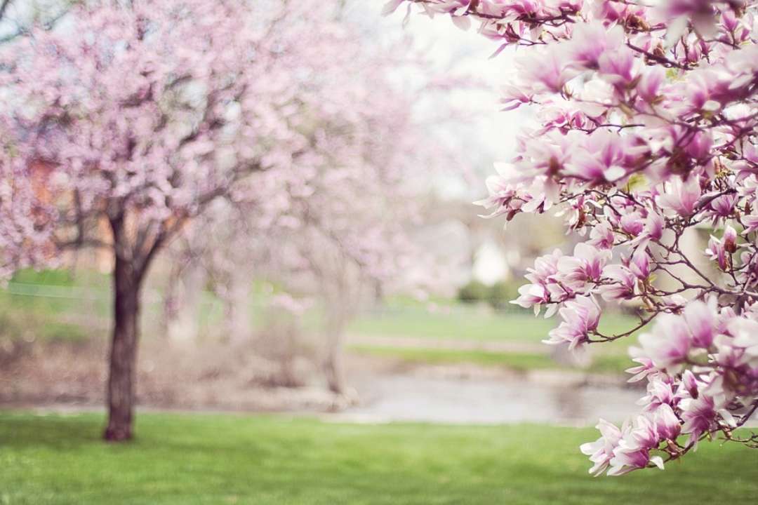 Какие деревья нельзя сажать дома / Фото: Pixabay Принесут несчастье: какие деревья нельзя сажать рядом с домом