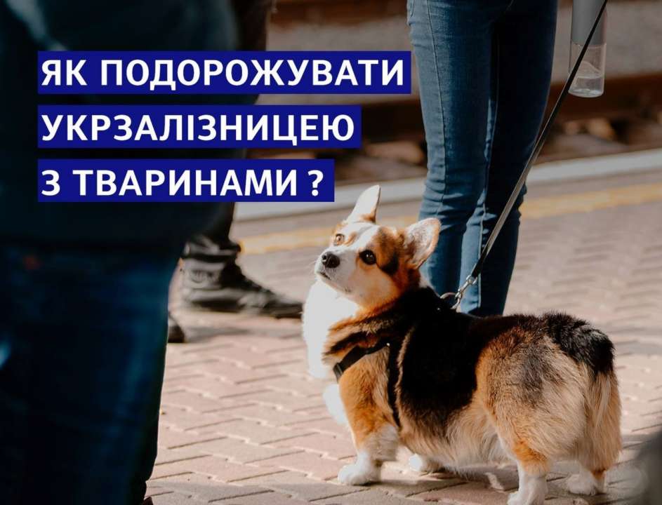 Со своими домашними любимцами украинцы могут комфортно путешествовать, но нужно знать правила Со своими домашними любимцами украинцы могут комфортно путешествовать, но нужно знать правила