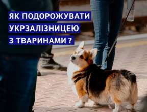 Со своими домашними любимцами украинцы могут комфортно путешествовать, но нужно знать правила Со своими домашними любимцами украинцы могут комфортно путешествовать, но нужно знать правила