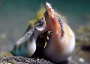 Фото: Ocean Art Восьминіг вкрав камеру у дайвера та зробив унікальний кадр