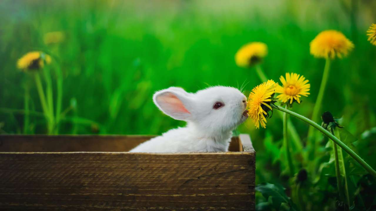 Автор: Elijah O'Donnell/Фото: Pexels Кролик нюхає кульбабу