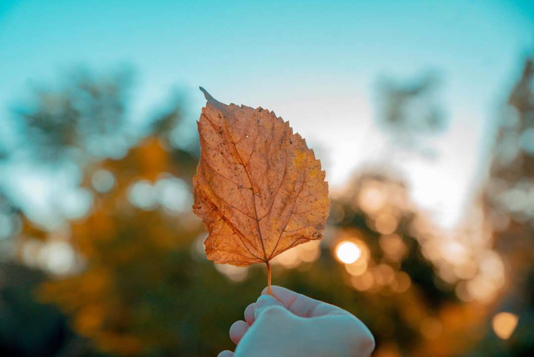 Народні прикмети на 14 вересня/Фото: pexels П'ять обов'язкових заборон: що не можна робити 14 вересня