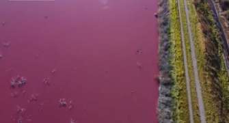 скриншот з відео Це не природне явище: в Аргентині вода в лагуні забарвилася у яскраво рожевий колір. Відео