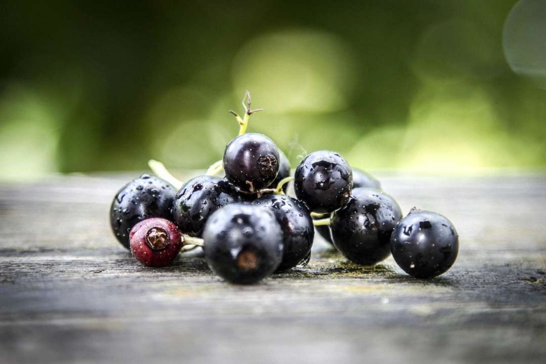 Корисні властивості смородини. Фото: Unsplash/Автор- Anton Кому не можна смородину